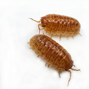 Armadillidium Vulgare